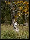 23 Hoest-Herbst-Autumn 07 * 2232 x 2908 * (4.71MB)